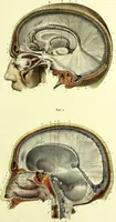 An illustration from The nervous system / By Ludovic Hirschfeld, .... Edited in English by Alexander Mason Macdougal,... , with artistically coloured lithographic illustrations, designed by J. B. Léveillé. (1867)