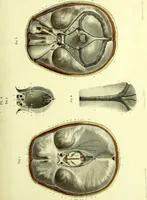 An illustration from The nervous system / By Ludovic Hirschfeld, .... Edited in English by Alexander Mason Macdougal,... , with artistically coloured lithographic illustrations, designed by J. B. Léveillé. (1867)