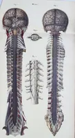 An illustration from The nervous system / By Ludovic Hirschfeld, .... Edited in English by Alexander Mason Macdougal,... , with artistically coloured lithographic illustrations, designed by J. B. Léveillé. (1867)
