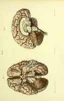 An illustration from The nervous system / By Ludovic Hirschfeld, .... Edited in English by Alexander Mason Macdougal,... , with artistically coloured lithographic illustrations, designed by J. B. Léveillé. (1867)