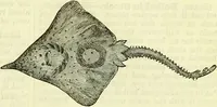 An illustration from Cassell's dictionary of cookery, with numerous engravings and full-page coloured plates : containing about nine thousand recipes. (1880)