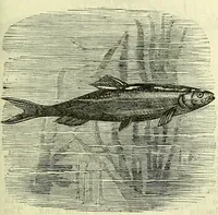 An illustration from Cassell's dictionary of cookery, with numerous engravings and full-page coloured plates : containing about nine thousand recipes. (1880)
