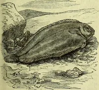 An illustration from Cassell's dictionary of cookery, with numerous engravings and full-page coloured plates : containing about nine thousand recipes. (1880)