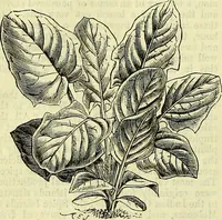 An illustration from Cassell's dictionary of cookery, with numerous engravings and full-page coloured plates : containing about nine thousand recipes. (1880)