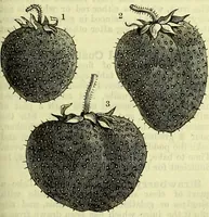Picture 145 of 182 from Cassell's dictionary of cookery, with numerous engravings and full-page coloured plates : containing about nine thousand recipes. (1880), leaf 1057