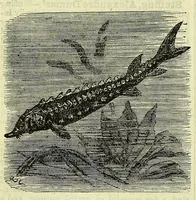 An illustration from Cassell's dictionary of cookery, with numerous engravings and full-page coloured plates : containing about nine thousand recipes. (1880)