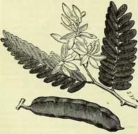 Picture 148 of 182 from Cassell's dictionary of cookery, with numerous engravings and full-page coloured plates : containing about nine thousand recipes. (1880), leaf 1086