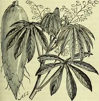 An illustration from Cassell's dictionary of cookery, with numerous engravings and full-page coloured plates : containing about nine thousand recipes. (1880)