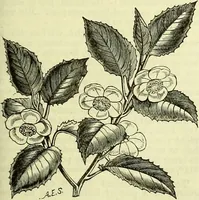 Picture 150 of 182 from Cassell's dictionary of cookery, with numerous engravings and full-page coloured plates : containing about nine thousand recipes. (1880), leaf 1091