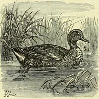 An illustration from Cassell's dictionary of cookery, with numerous engravings and full-page coloured plates : containing about nine thousand recipes. (1880)
