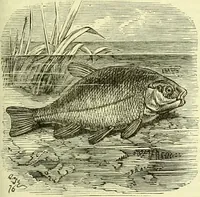 An illustration from Cassell's dictionary of cookery, with numerous engravings and full-page coloured plates : containing about nine thousand recipes. (1880)