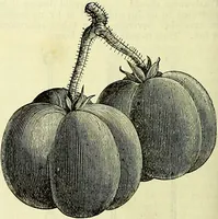 Picture 157 of 182 from Cassell's dictionary of cookery, with numerous engravings and full-page coloured plates : containing about nine thousand recipes. (1880), leaf 1110