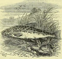 An illustration from Cassell's dictionary of cookery, with numerous engravings and full-page coloured plates : containing about nine thousand recipes. (1880)