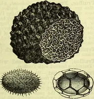 An illustration from Cassell's dictionary of cookery, with numerous engravings and full-page coloured plates : containing about nine thousand recipes. (1880)