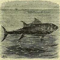 Picture 160 of 182 from Cassell's dictionary of cookery, with numerous engravings and full-page coloured plates : containing about nine thousand recipes. (1880), leaf 1129