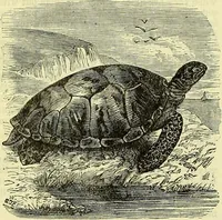 An illustration from Cassell's dictionary of cookery, with numerous engravings and full-page coloured plates : containing about nine thousand recipes. (1880)