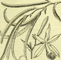 An illustration from Cassell's dictionary of cookery, with numerous engravings and full-page coloured plates : containing about nine thousand recipes. (1880)