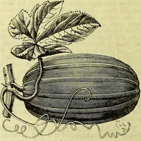 Picture 168 of 182 from Cassell's dictionary of cookery, with numerous engravings and full-page coloured plates : containing about nine thousand recipes. (1880), leaf 1198