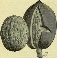 An illustration from Cassell's dictionary of cookery, with numerous engravings and full-page coloured plates : containing about nine thousand recipes. (1880)