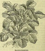 Picture 173 of 182 from Cassell's dictionary of cookery, with numerous engravings and full-page coloured plates : containing about nine thousand recipes. (1880), leaf 1232