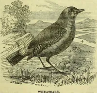 An illustration from Cassell's dictionary of cookery, with numerous engravings and full-page coloured plates : containing about nine thousand recipes. (1880)