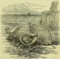 An illustration from Cassell's dictionary of cookery, with numerous engravings and full-page coloured plates : containing about nine thousand recipes. (1880)
