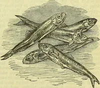 An illustration from Cassell's dictionary of cookery, with numerous engravings and full-page coloured plates : containing about nine thousand recipes. (1880)