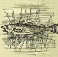 An illustration from Cassell's dictionary of cookery, with numerous engravings and full-page coloured plates : containing about nine thousand recipes. (1880)