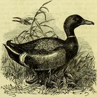 An illustration from Cassell's dictionary of cookery, with numerous engravings and full-page coloured plates : containing about nine thousand recipes. (1880)