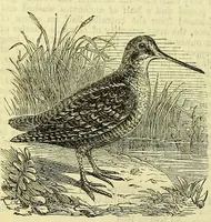 Picture 181 of 182 from Cassell's dictionary of cookery, with numerous engravings and full-page coloured plates : containing about nine thousand recipes. (1880), leaf 1276