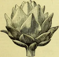 An illustration from Cassell's dictionary of cookery, with numerous engravings and full-page coloured plates : containing about nine thousand recipes. (1880)