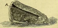 Picture 21 of 182 from Cassell's dictionary of cookery, with numerous engravings and full-page coloured plates : containing about nine thousand recipes. (1880), leaf 163