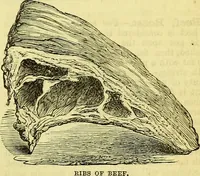 Picture 23 of 182 from Cassell's dictionary of cookery, with numerous engravings and full-page coloured plates : containing about nine thousand recipes. (1880), leaf 173