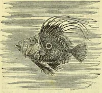 Picture 42 of 182 from Cassell's dictionary of cookery, with numerous engravings and full-page coloured plates : containing about nine thousand recipes. (1880), leaf 302