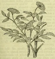 An illustration from Cassell's dictionary of cookery, with numerous engravings and full-page coloured plates : containing about nine thousand recipes. (1880)