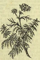 An illustration from Cassell's dictionary of cookery, with numerous engravings and full-page coloured plates : containing about nine thousand recipes. (1880)