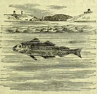 An illustration from Cassell's dictionary of cookery, with numerous engravings and full-page coloured plates : containing about nine thousand recipes. (1880)