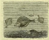 An illustration from Cassell's dictionary of cookery, with numerous engravings and full-page coloured plates : containing about nine thousand recipes. (1880)