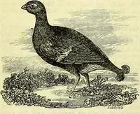 An illustration from Cassell's dictionary of cookery, with numerous engravings and full-page coloured plates : containing about nine thousand recipes. (1880)
