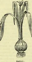 Picture 55 of 182 from Cassell's dictionary of cookery, with numerous engravings and full-page coloured plates : containing about nine thousand recipes. (1880), leaf 358
