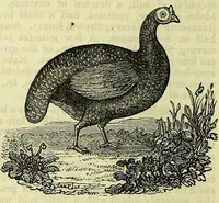 An illustration from Cassell's dictionary of cookery, with numerous engravings and full-page coloured plates : containing about nine thousand recipes. (1880)