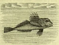 An illustration from Cassell's dictionary of cookery, with numerous engravings and full-page coloured plates : containing about nine thousand recipes. (1880)