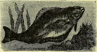 An illustration from Cassell's dictionary of cookery, with numerous engravings and full-page coloured plates : containing about nine thousand recipes. (1880)