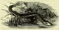 An illustration from Cassell's dictionary of cookery, with numerous engravings and full-page coloured plates : containing about nine thousand recipes. (1880)