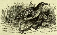 An illustration from Cassell's dictionary of cookery, with numerous engravings and full-page coloured plates : containing about nine thousand recipes. (1880)