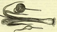 An illustration from Cassell's dictionary of cookery, with numerous engravings and full-page coloured plates : containing about nine thousand recipes. (1880)