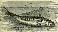 Picture 76 of 182 from Cassell's dictionary of cookery, with numerous engravings and full-page coloured plates : containing about nine thousand recipes. (1880), leaf 517