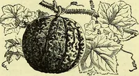 An illustration from Cassell's dictionary of cookery, with numerous engravings and full-page coloured plates : containing about nine thousand recipes. (1880)