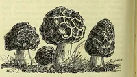 An illustration from Cassell's dictionary of cookery, with numerous engravings and full-page coloured plates : containing about nine thousand recipes. (1880)