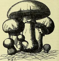 An illustration from Cassell's dictionary of cookery, with numerous engravings and full-page coloured plates : containing about nine thousand recipes. (1880)